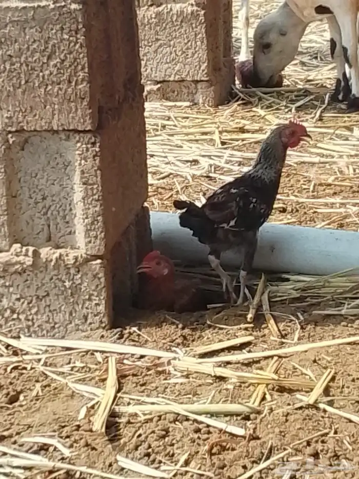 فروخ دجاج للبيع 4