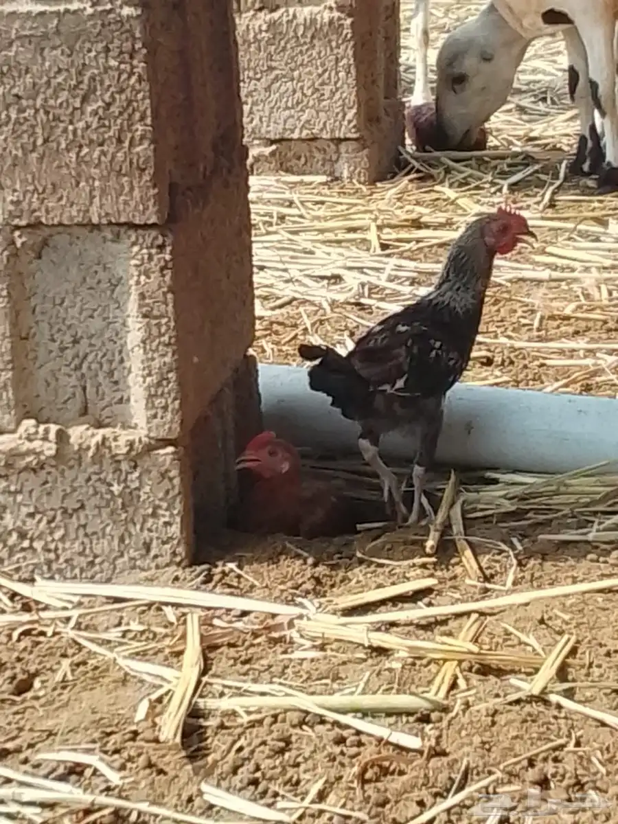فروخ دجاج للبيع 4