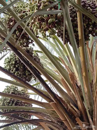 30 نخلة للايجار (روثانة) 0