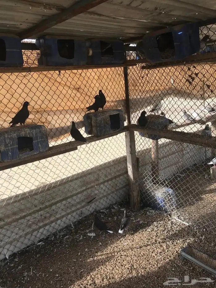 حمام قطيفي وباكستاني للبيع 1