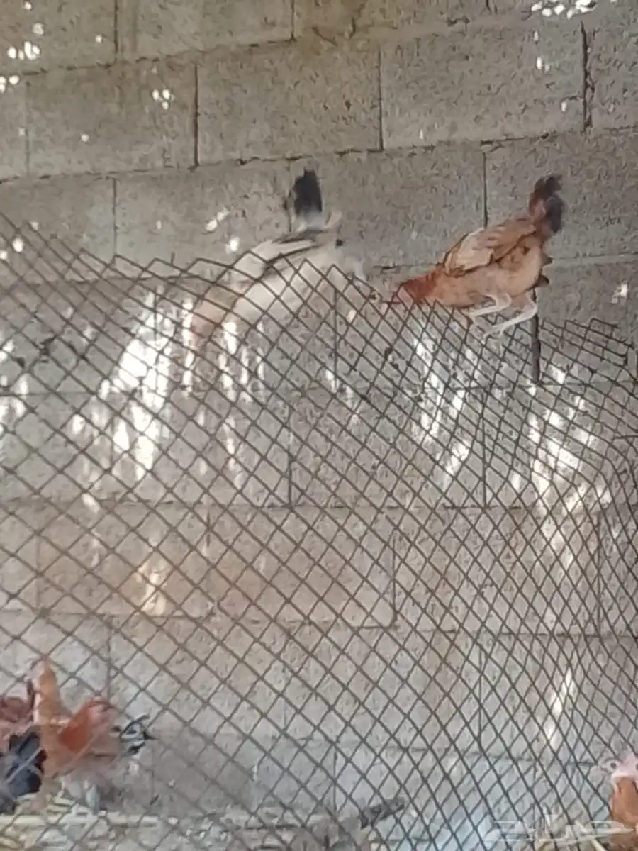 فروخ دجاج للبيع 2