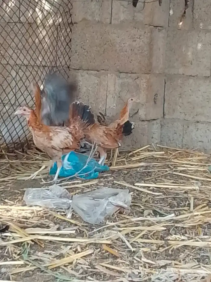 فروخ دجاج للبيع 1
