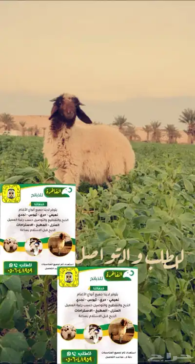 تغطيه لسوق الماشيه بعرعر وبيع الذبايح 0