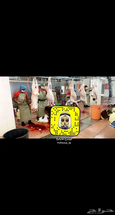 تغطيه لسوق الماشيه بعرعر وبيع الذبايح 13