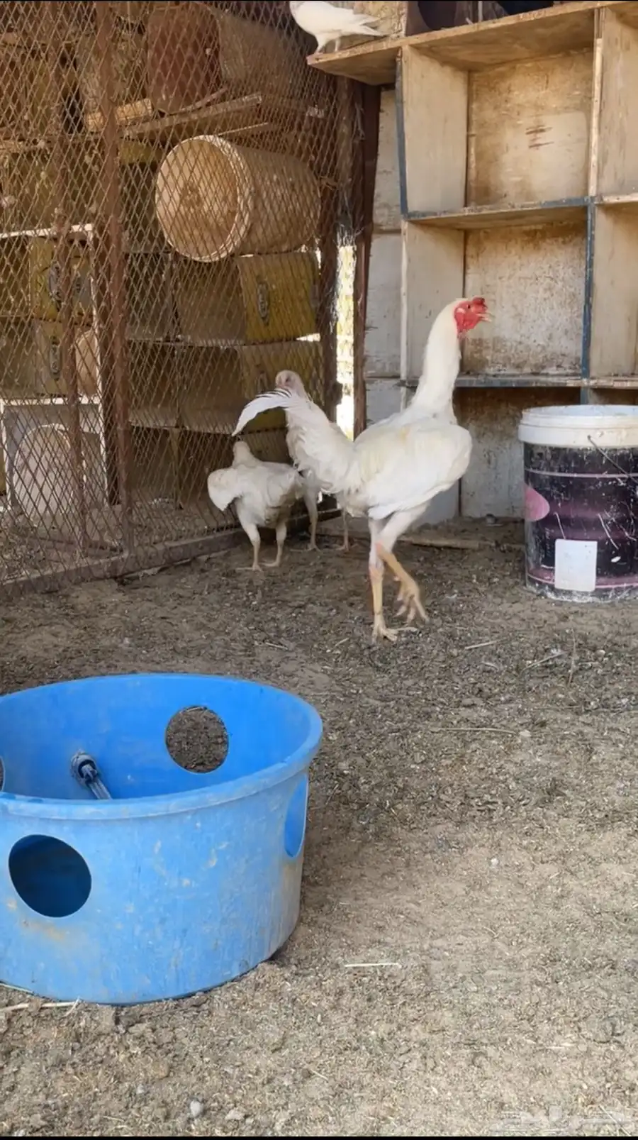 دجاج 2