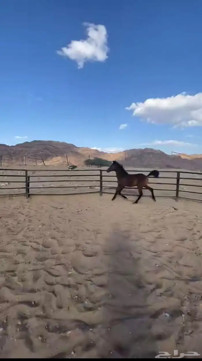 مهره شعبيه 0