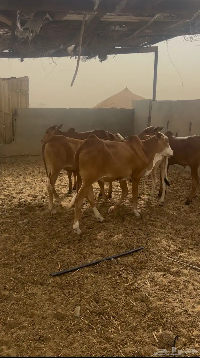 حسلان بلدي تم البيع 1