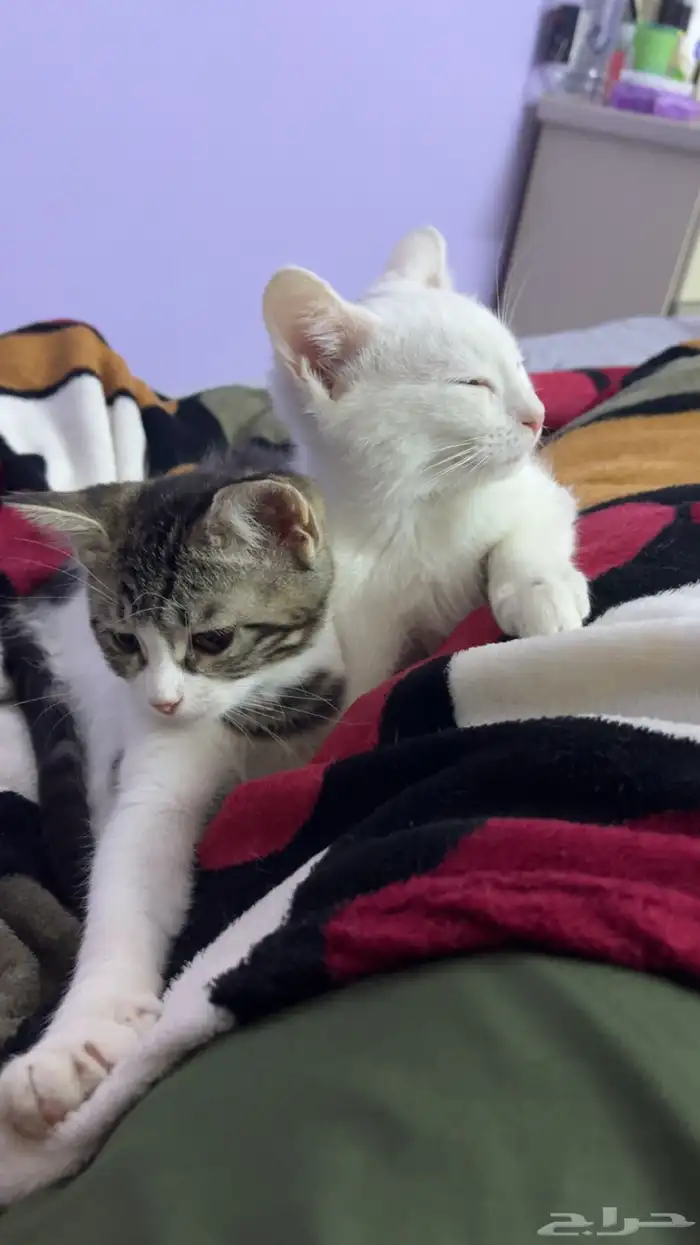 kittens for adoption 2
