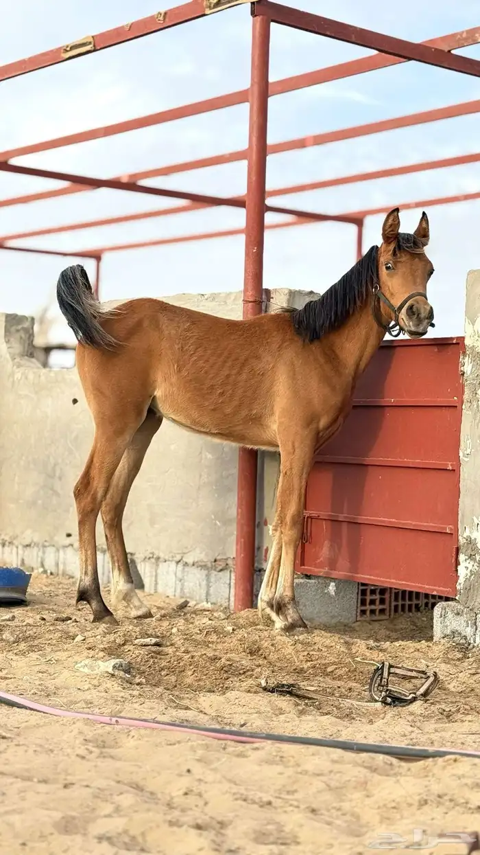 مهره شعبية 2