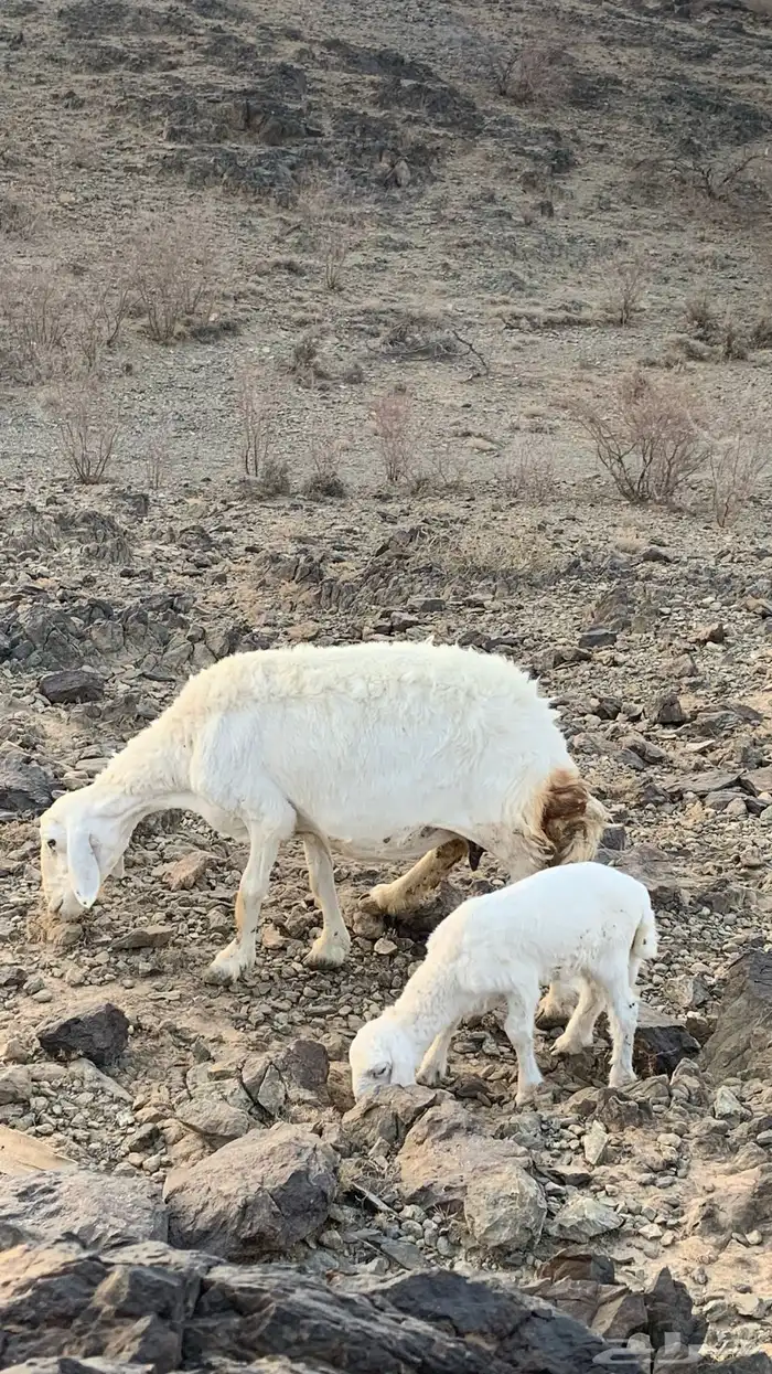 شاه خلفه (( تم البيع )) 2