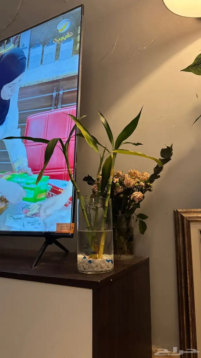 سمك فايتر مع فازه مع ساق بامبو 0