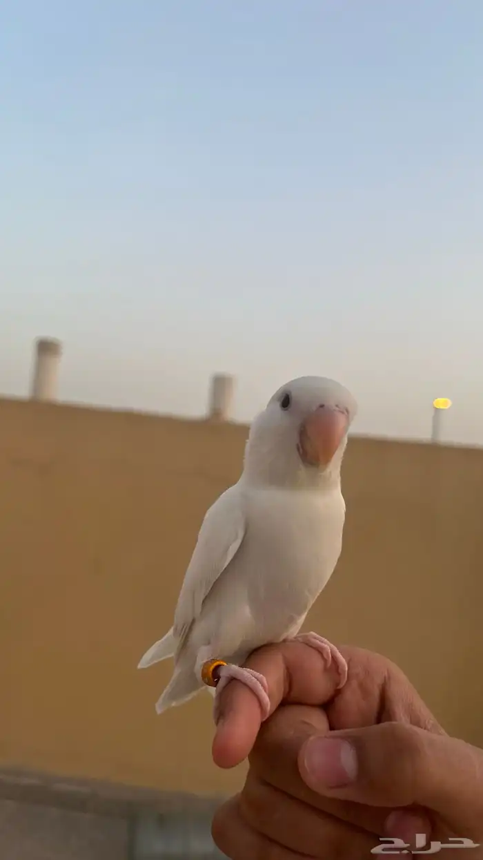 روز البينو هدد خارجي 1