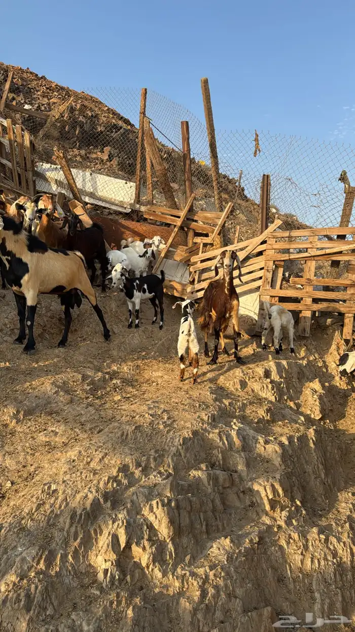 تدور ذبائح من حلال شايب ومن غنمه ومن مراحه ادخل 11