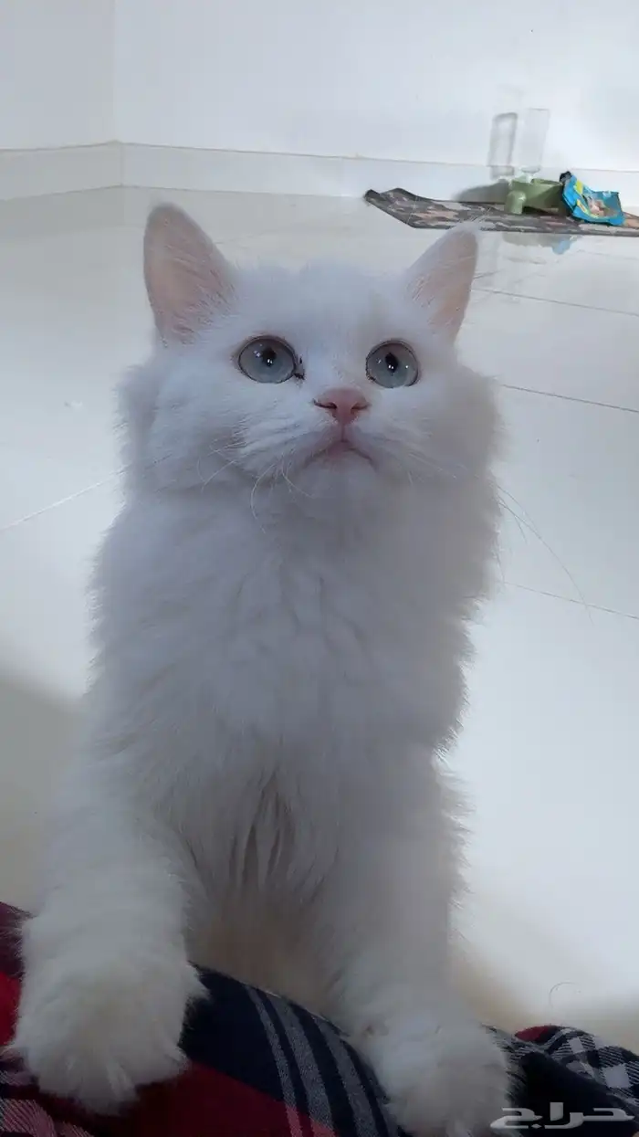 قطط للبيع 1