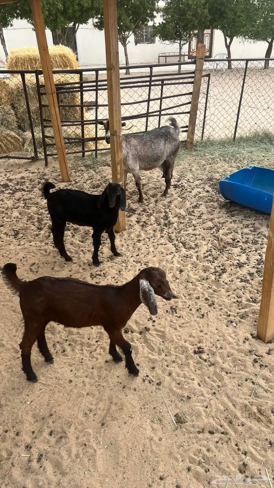 عنز تحتها 2 للبيع 3