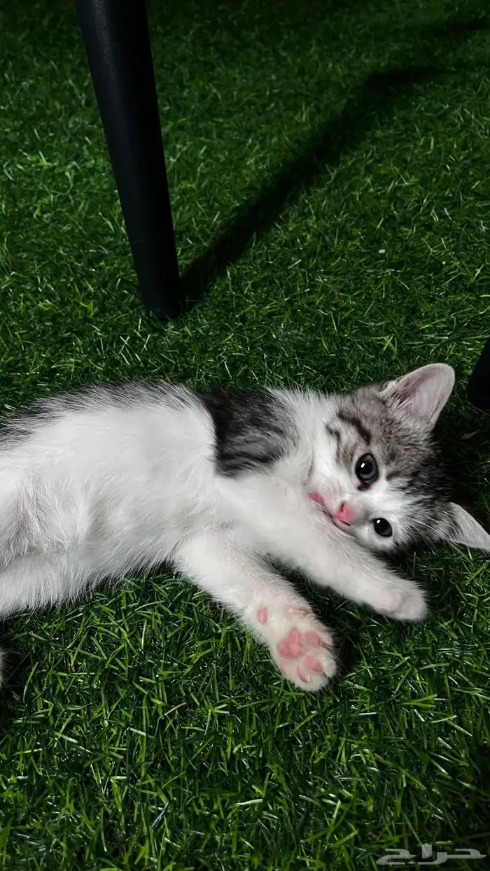 kittens for adoption 1