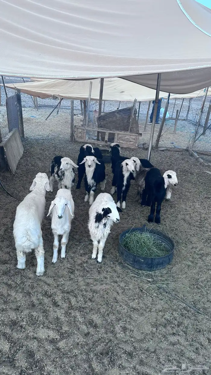 طليان ورخال 0