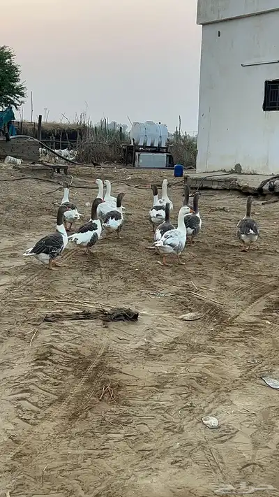 وز للبيع 0