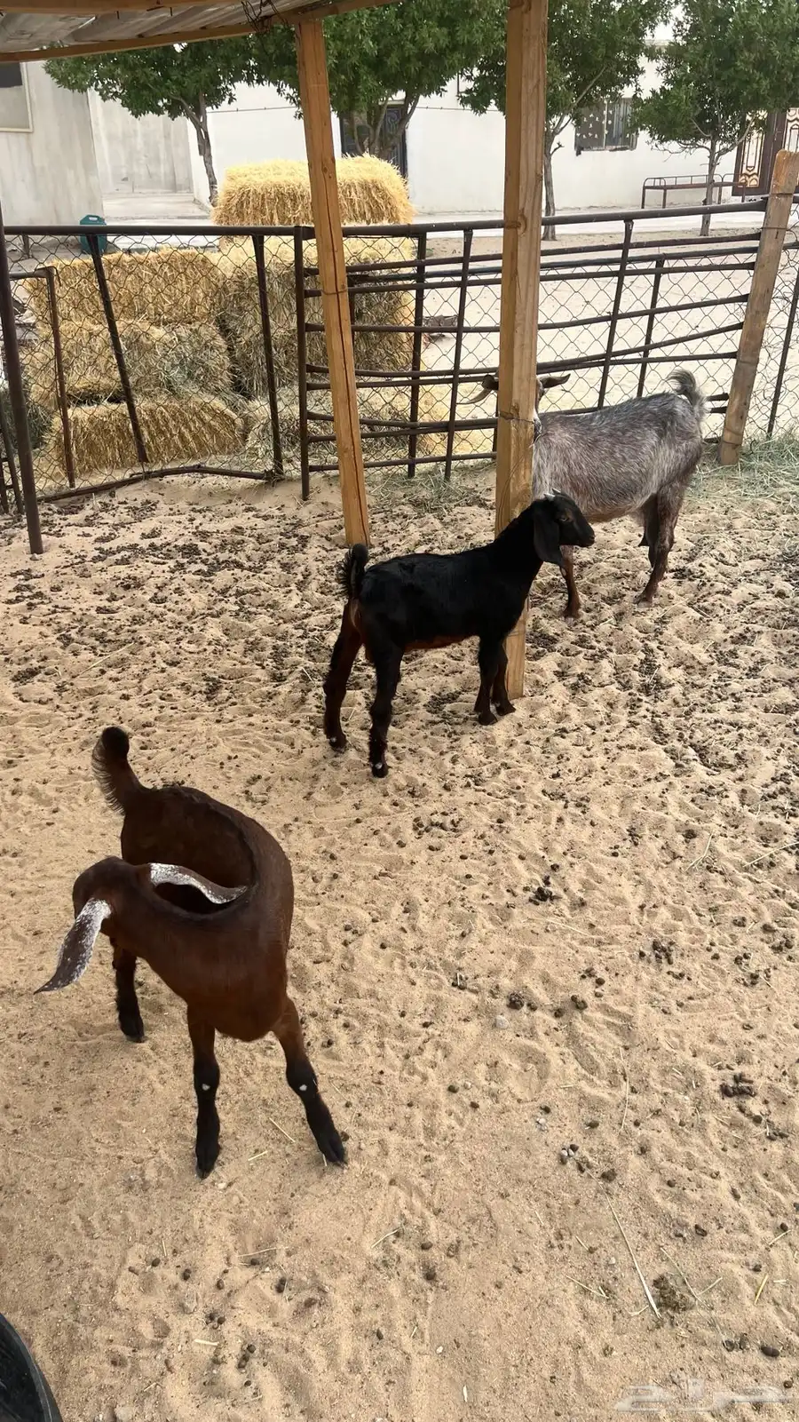 عنز تحتها 2 للبيع 4