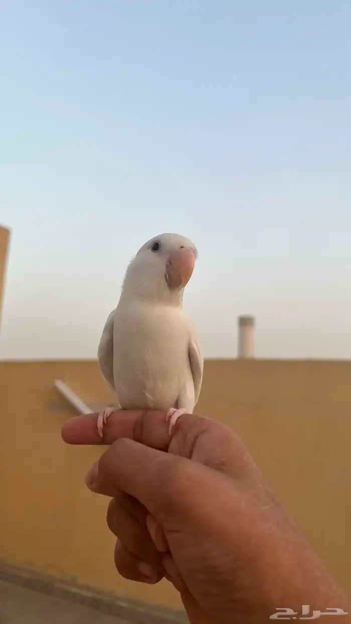 روز البينو هدد خارجي 0