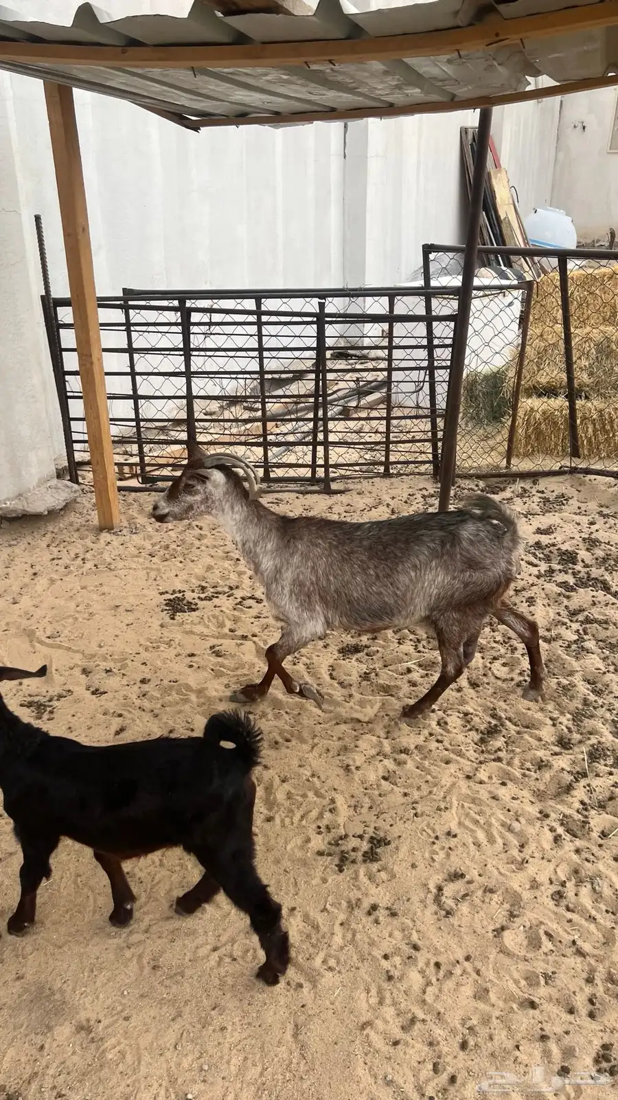 عنز تحتها 2 للبيع 2