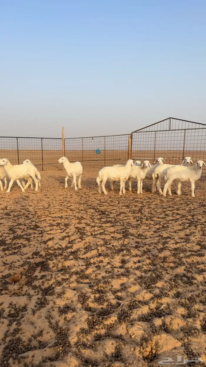 بهم حري نظيف للبيع 0