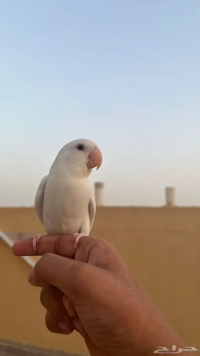 روز البينو هدد خارجي 2