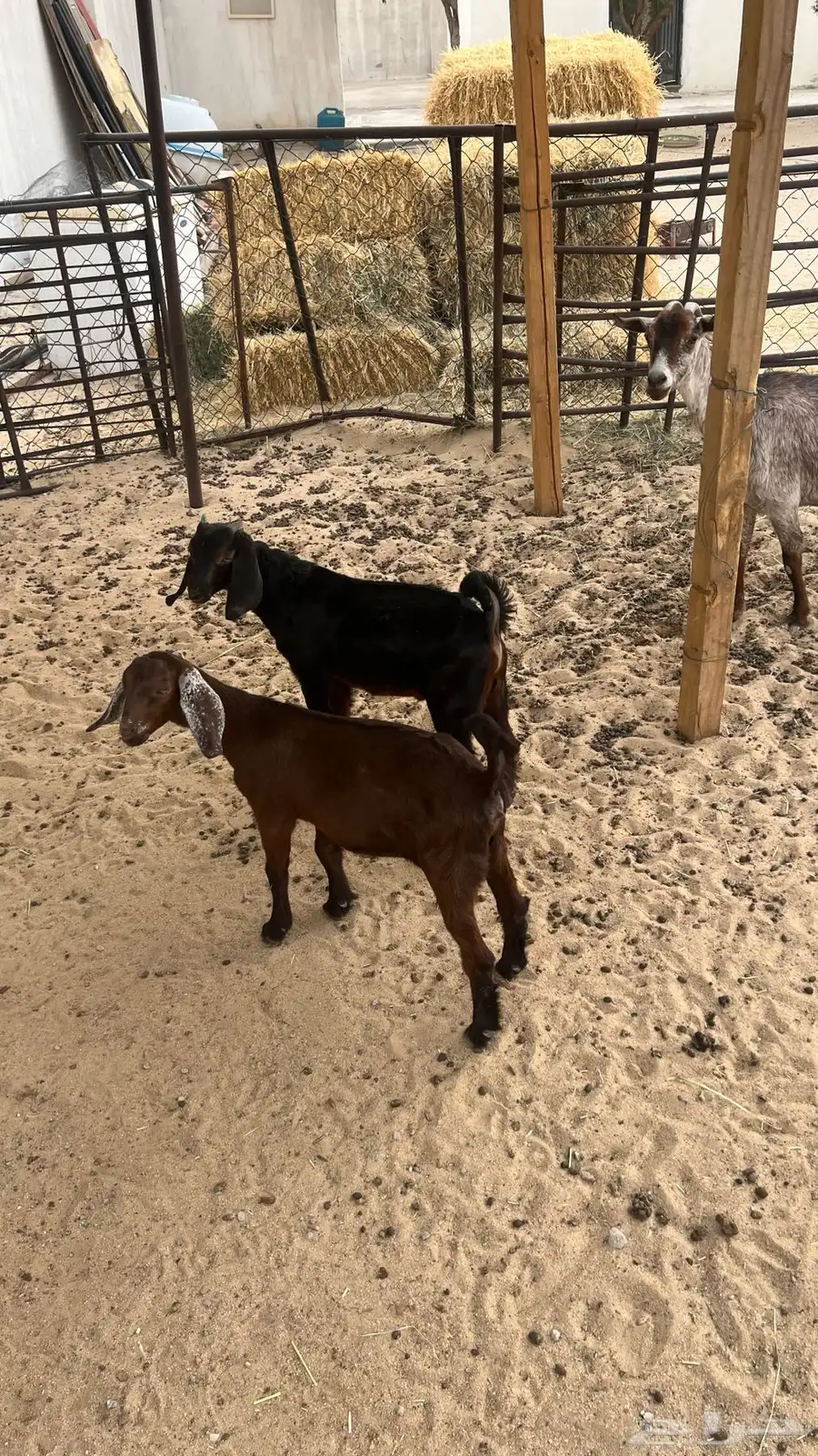 عنز تحتها 2 للبيع 7