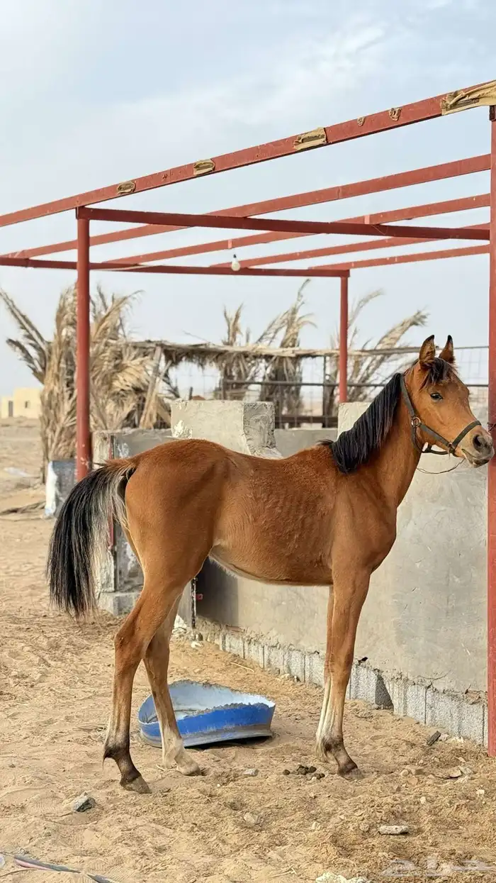 مهره شعبية 0