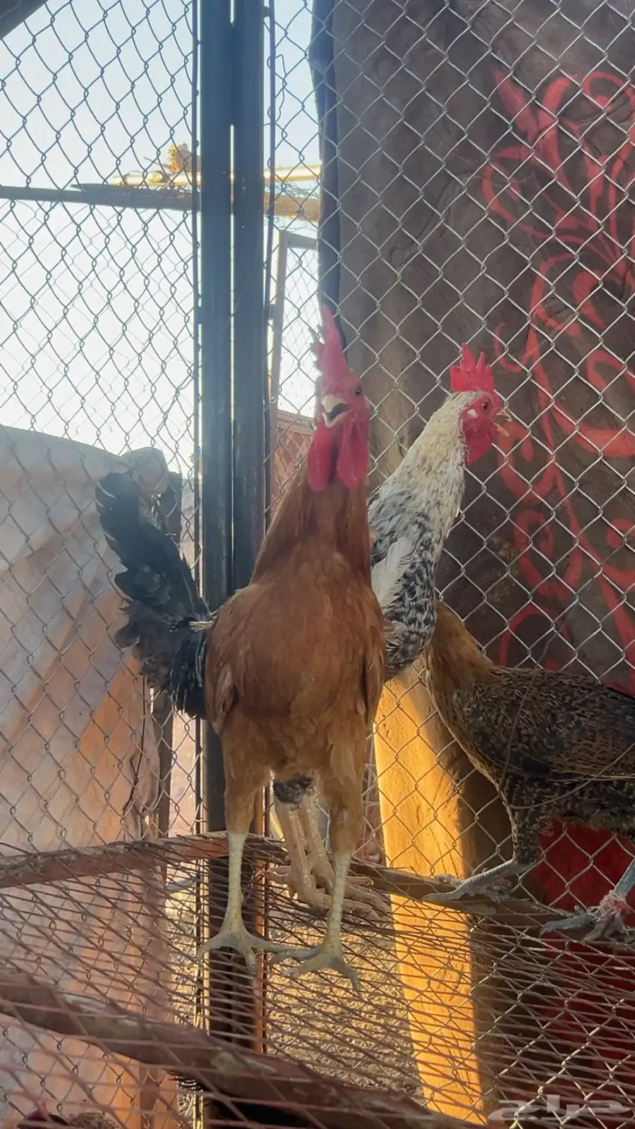 ديكه 2