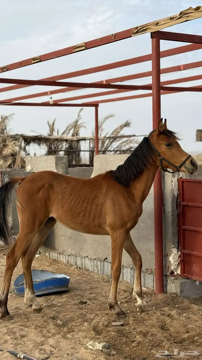 مهره شعبية 1