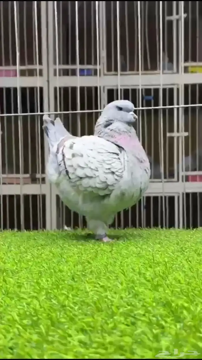 حمام كنق اناثي تم البيع 2