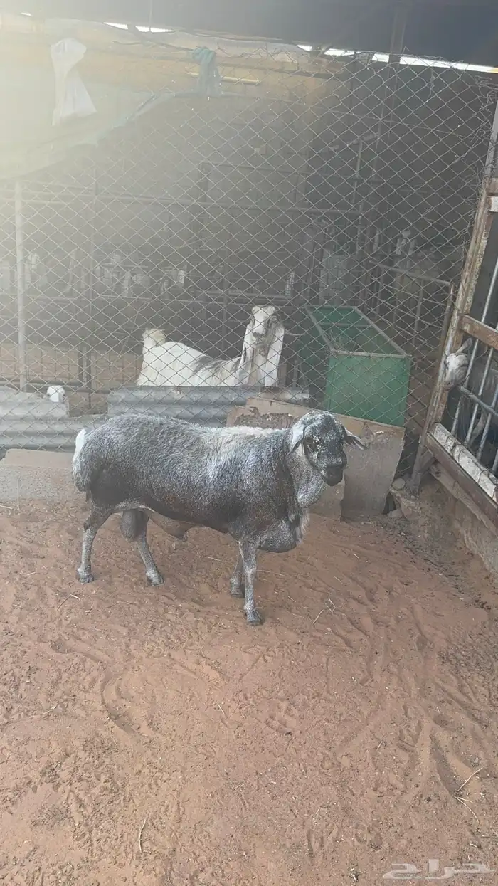 فحل بربري رصاصي 0