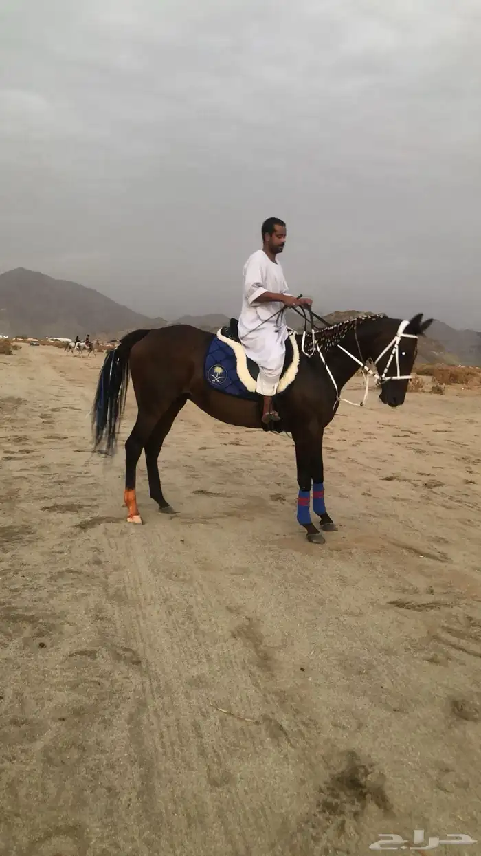 فرس انقليزية سباق للبيع عمرها 6 ونص طبعها حار 1