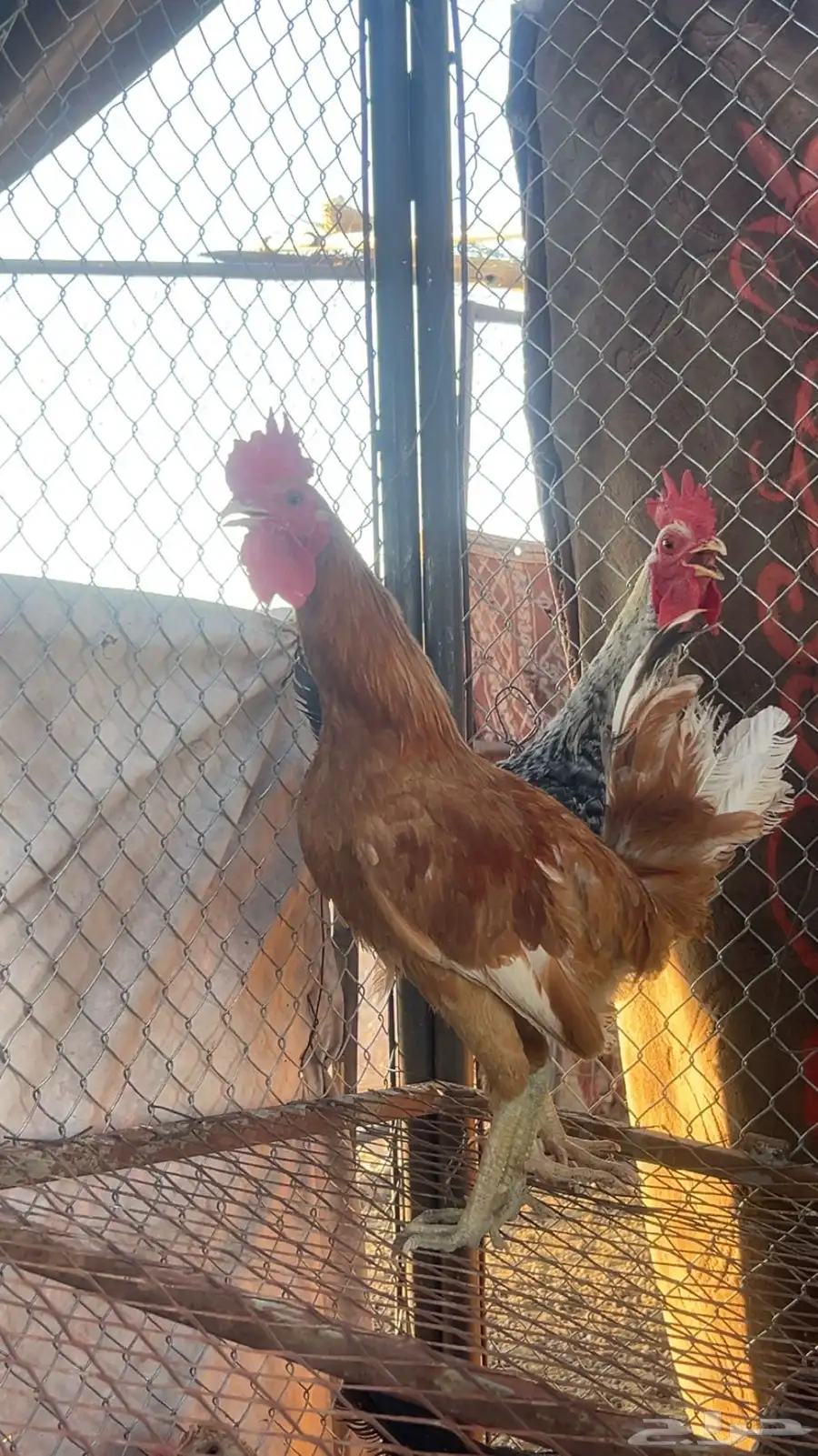 ديكه 1