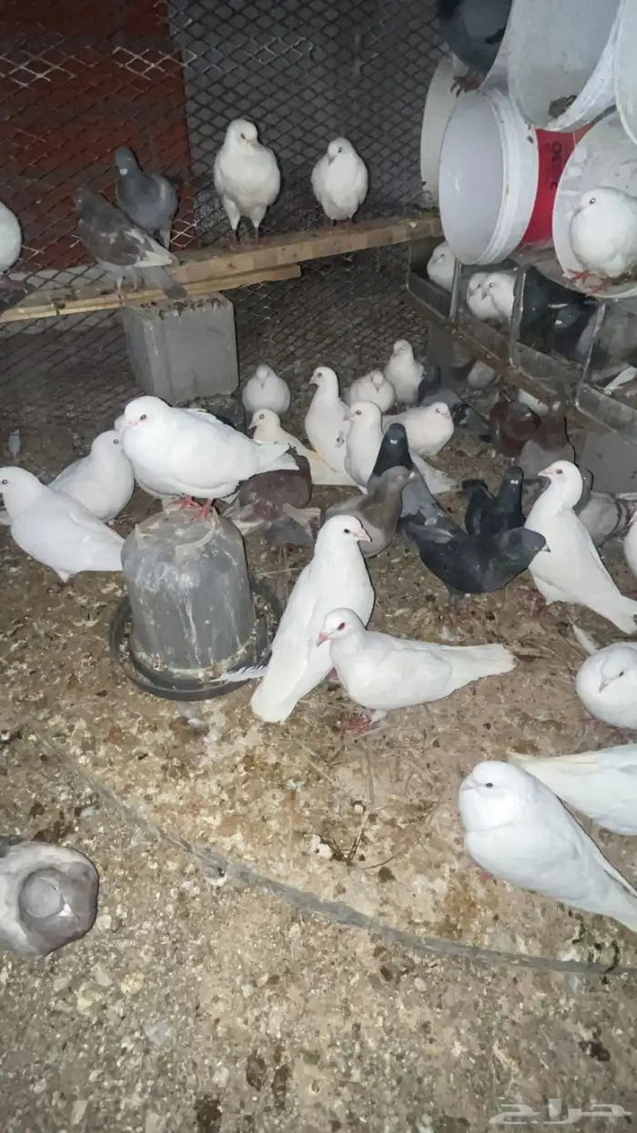 حمام فرنسي منتج وصحه بالذيبيه 1