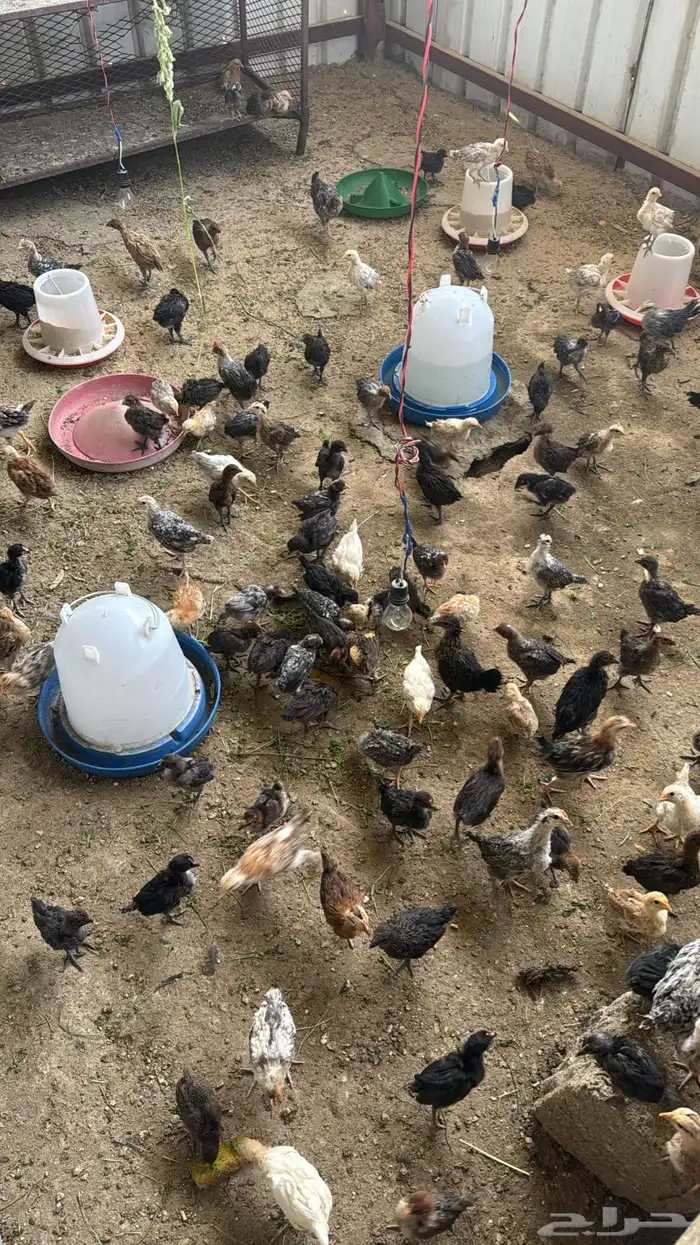 صوص دجاج بلدي نضيف جدا العمر من شهر إلى شهر ونصف 0