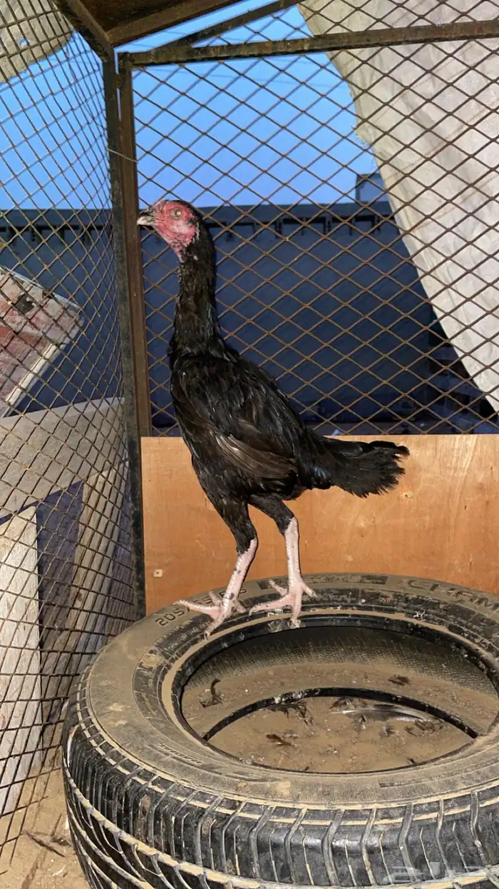 دجاجه سنديه 0