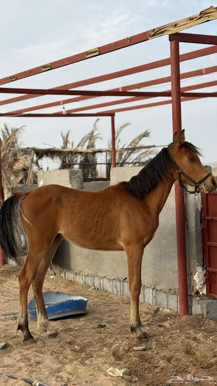 مهره شعبية 3