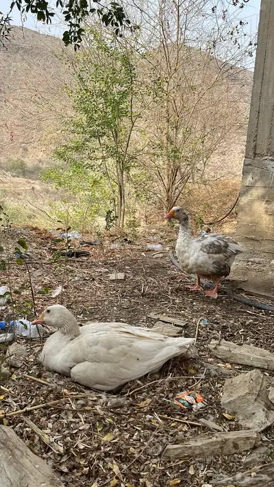 وز للبيع زوج انتاج سريع 3