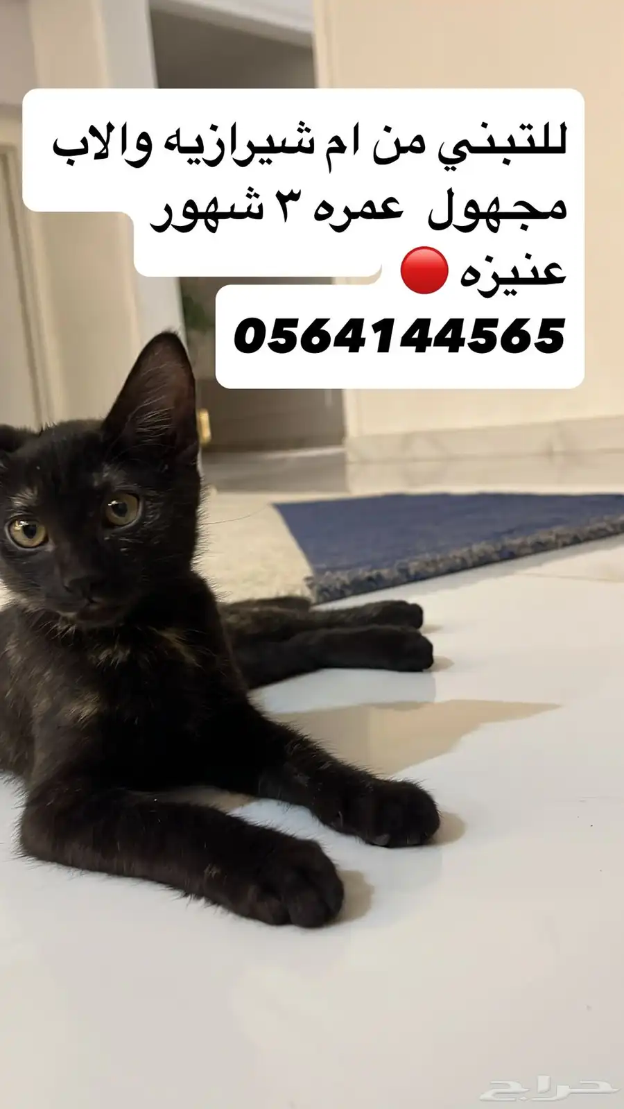 حيوانات 0