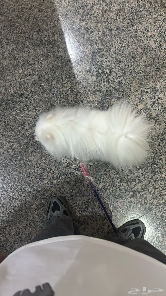 كلب بومرينيان 3