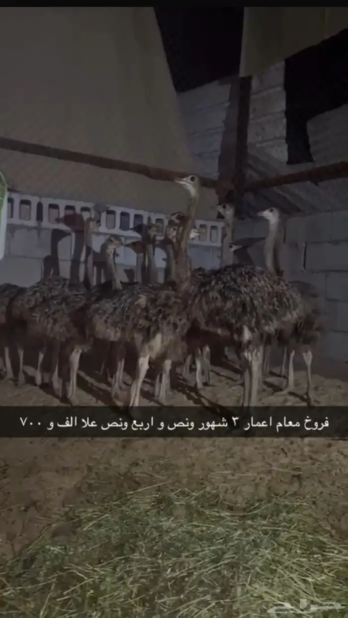 طيور للبيع 0