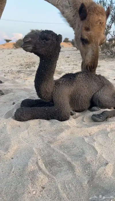 ناقه صفرا خلفه كفو ( تممم البيييع ). 3