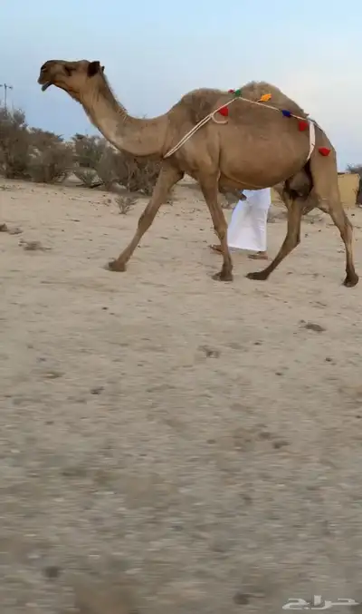 ناقه صفرا خلفه كفو ( تممم البيييع ). 1
