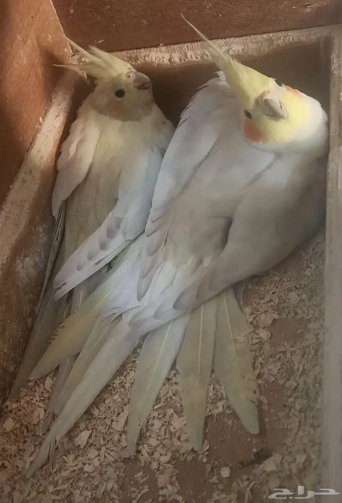 جوز كروان سنقل فاكتور توه مركب منتج عمره صغير 0