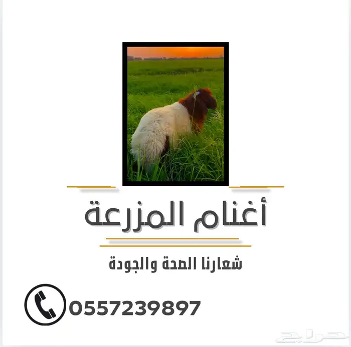 أغنام المزرعة 0