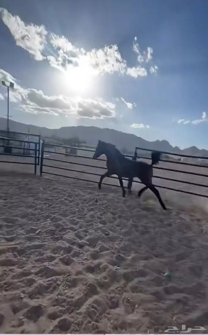 مهره شعبيه 1