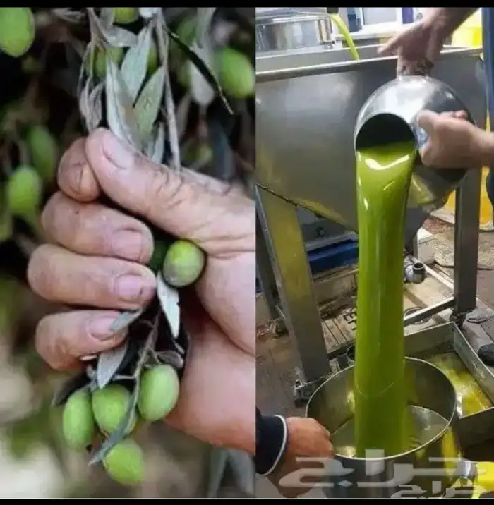 زيت زيتون الفلسطيني بعل عالأمطار شحن لجميع مناطق المملكه 17