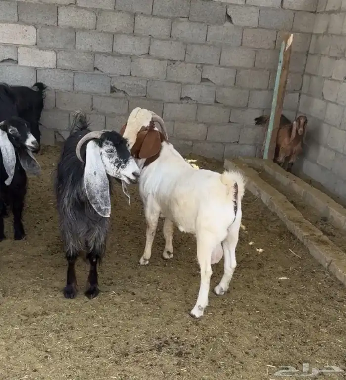 الرياض الزويليات 2